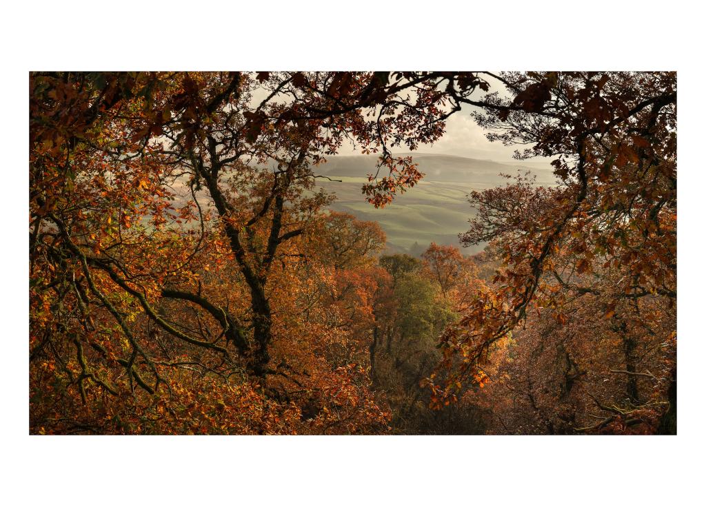 Lovely autumnal oranges from the Moffat Hills.

#Photography 
#Scotland