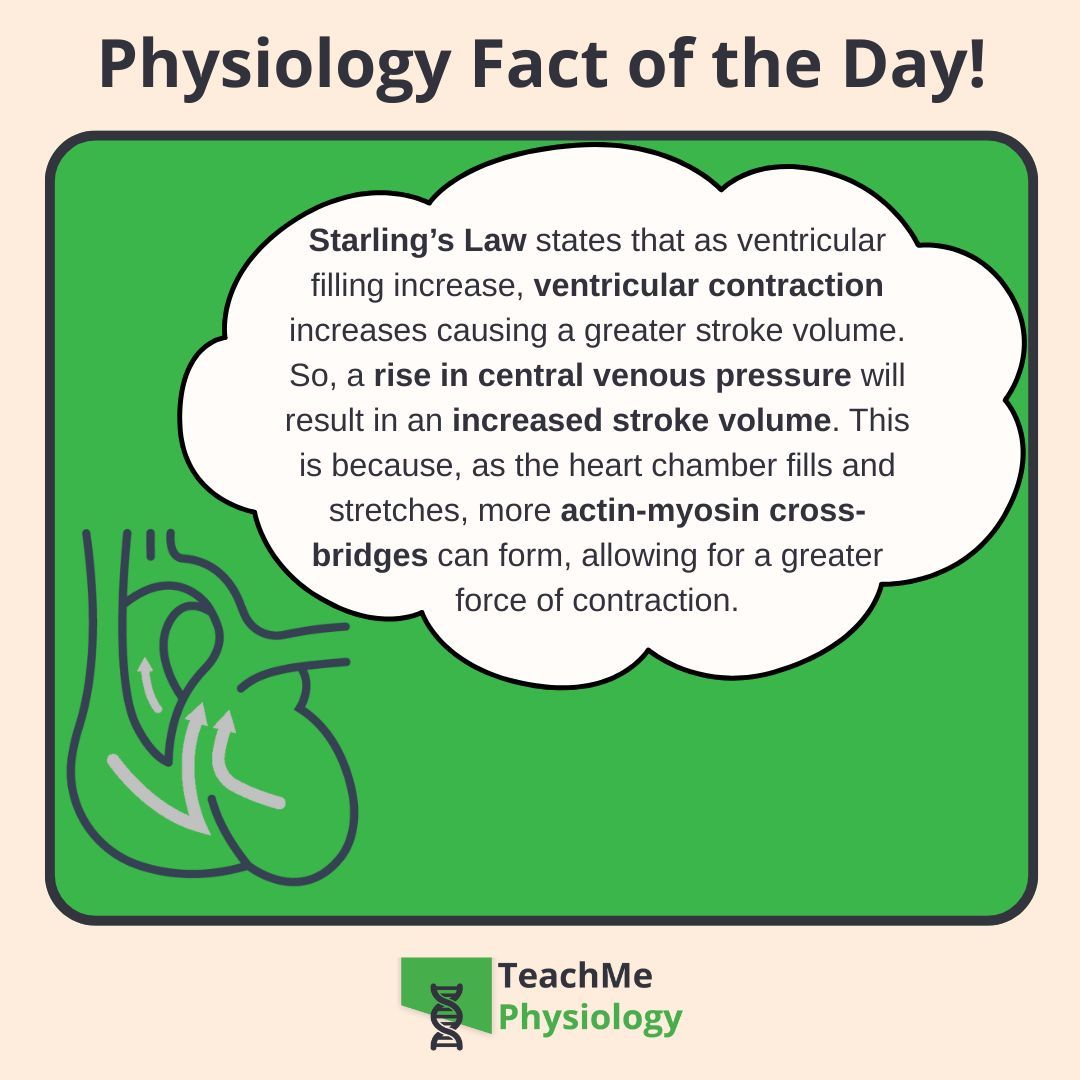 Want to learn more about Starling's Law?

Check out our article on Control of Stroke Volume
shorturl.at/ocE7i

#TeachMePhysiology #physiology #education