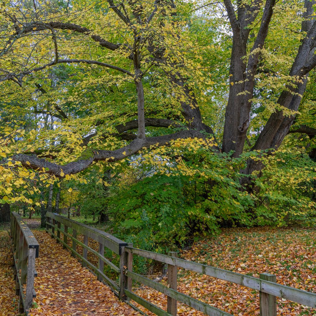 The Parks Trust tweet media