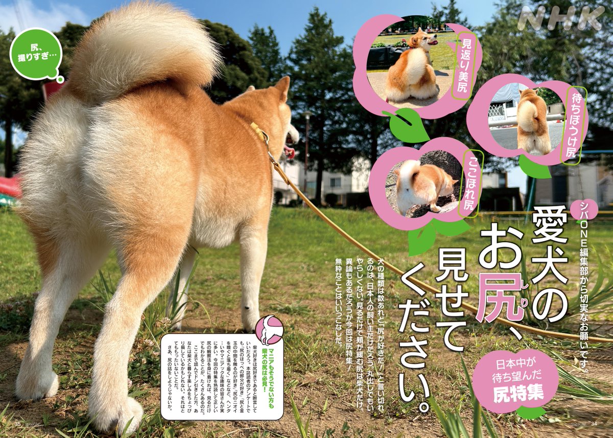 しりーぬ®︎🐕 (@wolfshiba110) / Posts / X