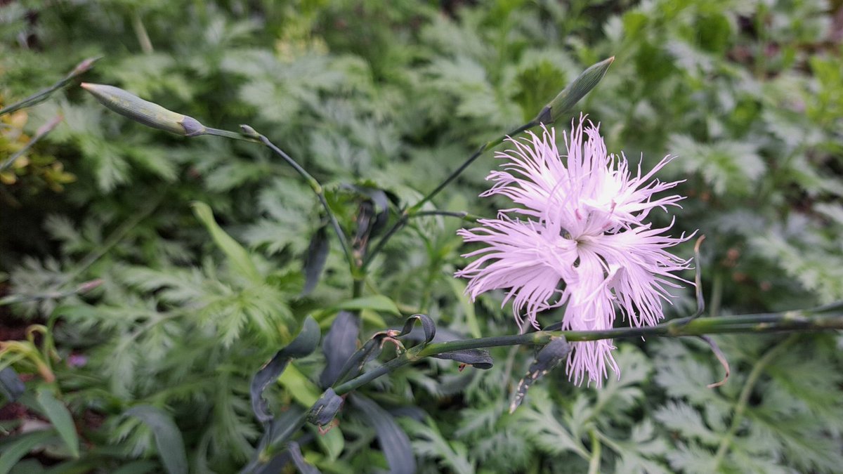 technoservicePR's tweet image. おつかれテクノ♪

お昼休みにかわいいお花をみつけました
名前はぜんぜんわからないけど、ちょっと癒されました

今日も一日、おつかれさまでした🙆　1号

#企業公式がお疲れ様を言い合う