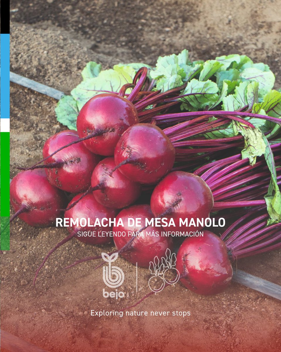 MANOLO, nuestra variedad temprana de remolacha roja 🔴

- Se caracteriza por su forma redondeada y suave y su intenso color rojo púrpura
- Es resistente al espigado 💪