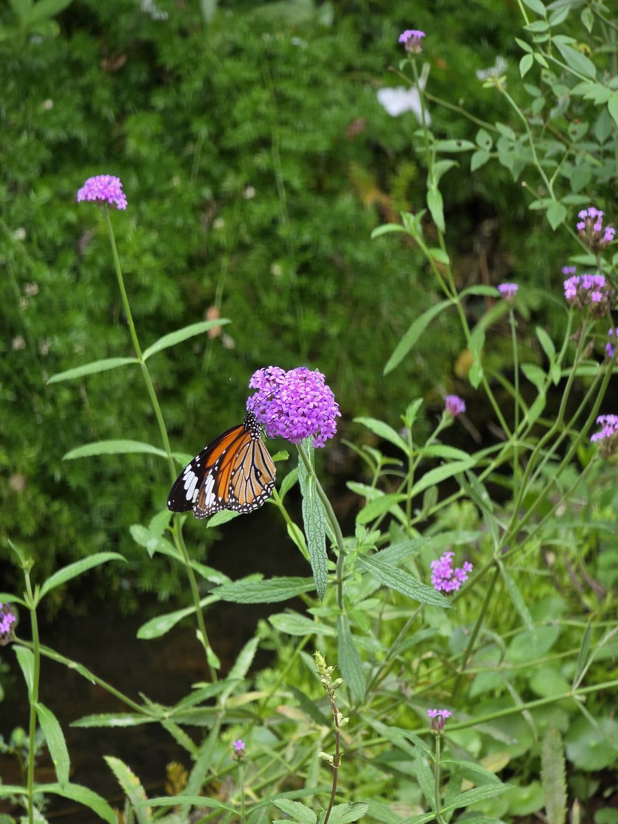 nitancafe's tweet image. ผีเยอะแยะเลยครับพี่แจ็ค