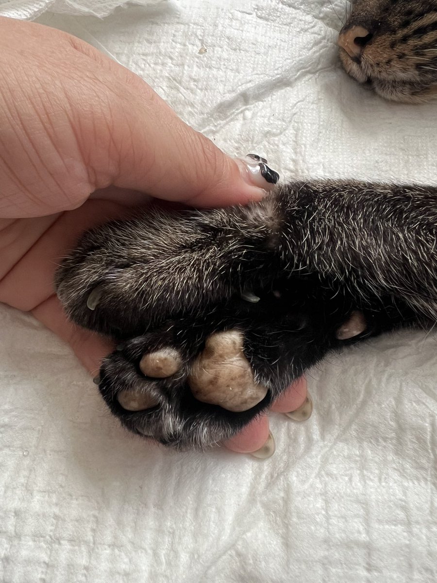 Momoko Iijima tweet media