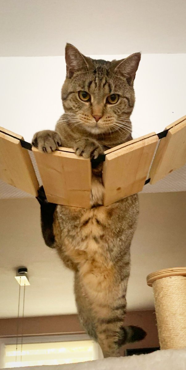 SvenBee's tweet image. DaVinci von den #nordstadtkatzen. Ein Bild der Katzensitterin... Ich frage mich, was der Kerl da treibe. 🤣🤣

#cat #cats #katze #katzen #CatsOfTwitter #catsoﬁnstagram