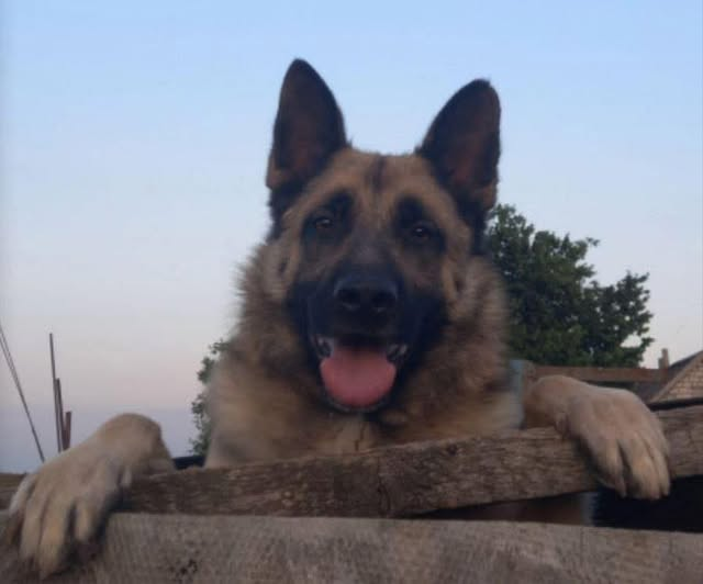 Сьогодні вівчура Реда 2р з документами спробують вивезти з пекла війни Гуляйполя АЛЕ НІКУДИ
Запропонуйте дім за номером 0984201530