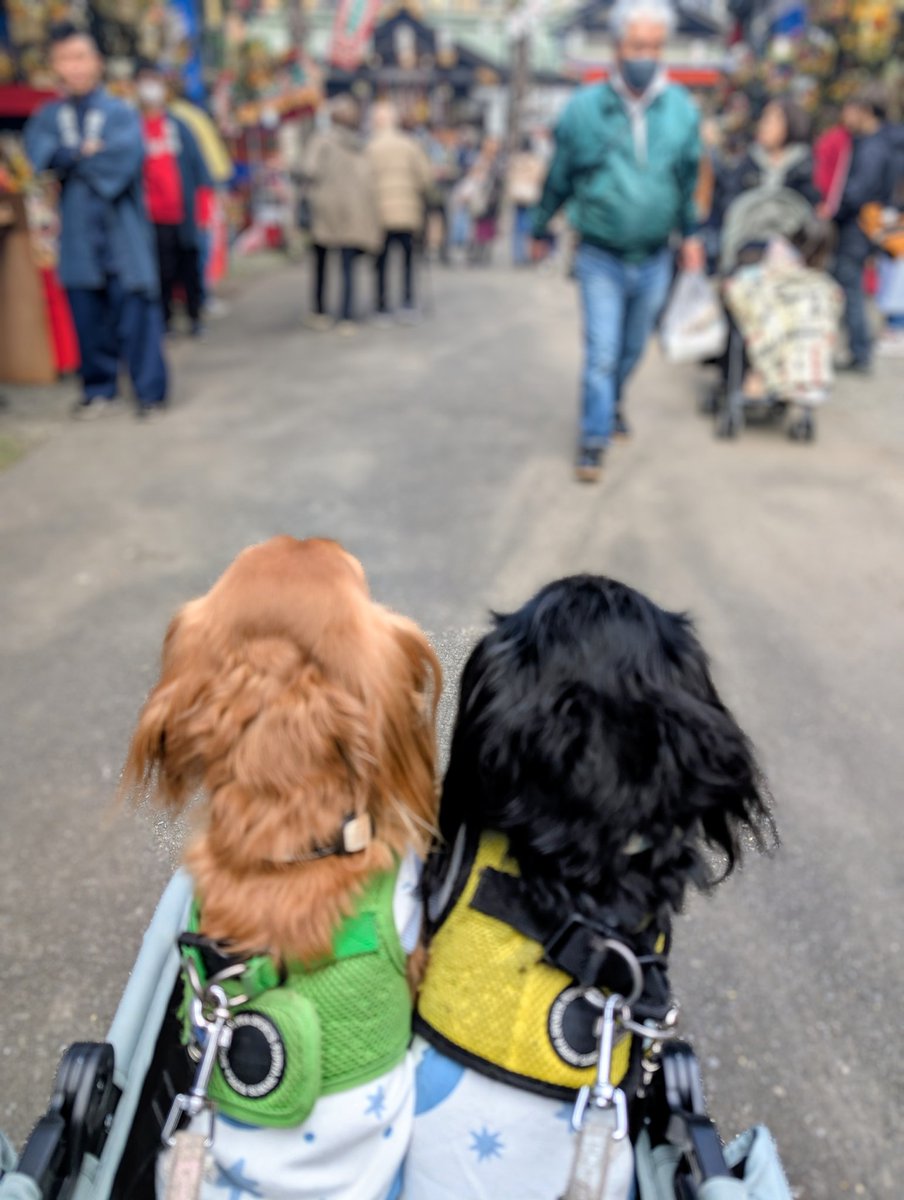 md11Sjs's tweet image. 夕方からは混みあうので
昼間のうちにチビちゃん達と行ってきました。
🐶お利口だねぇって言われたよ😊混み合う場所ではカートに乗るから寝ないけどね〜😁
#ダックス
#熊手新調
#一の酉