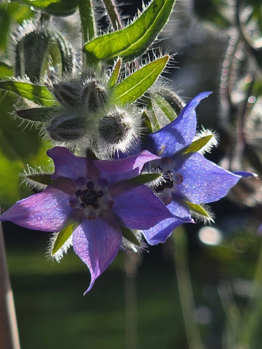 Bonne journée tout le monde ...profitons de cette journée douce et ensoleillée ..les fleurs sont encore bien présentes...
Bisous nature 😘😘😘💚💜💙