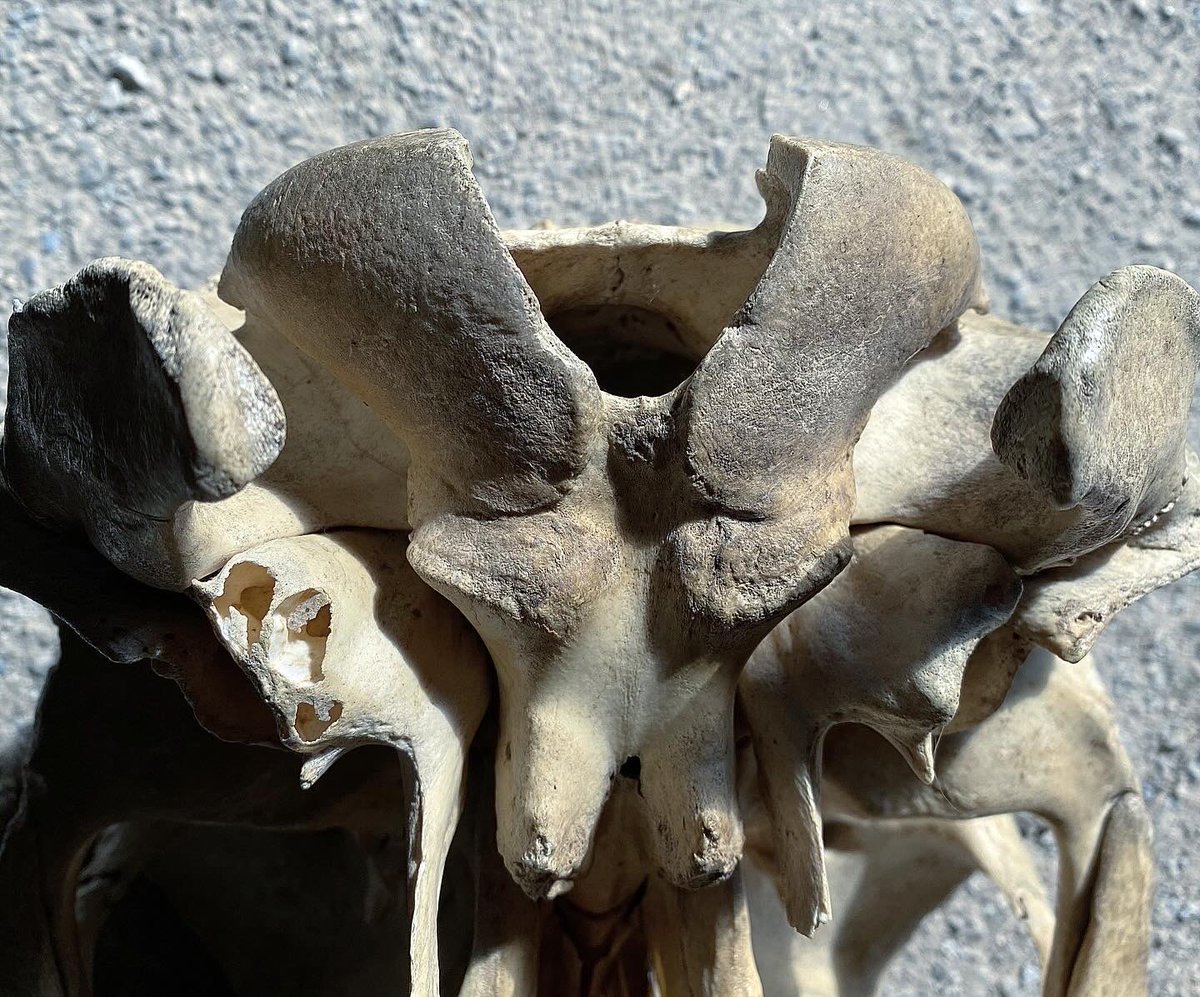 drilled &amp; reconstructed bone rings I made from unidentified animal viscerocranium/skull found in Ajloun, Jordan