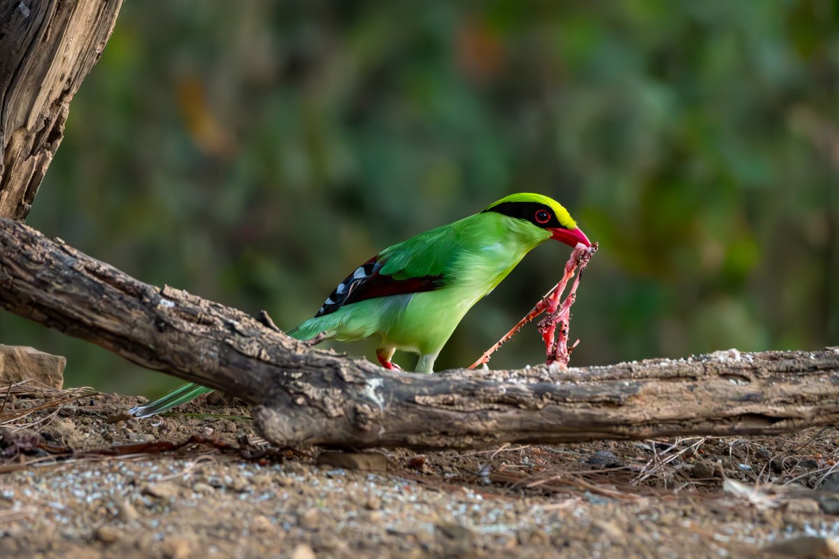 rahul_rajguru's tweet image. Common Green Magpie