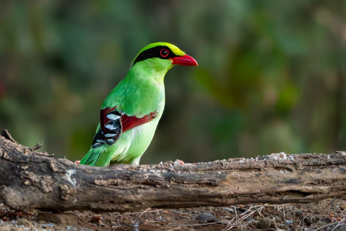 rahul_rajguru's tweet image. Common Green Magpie