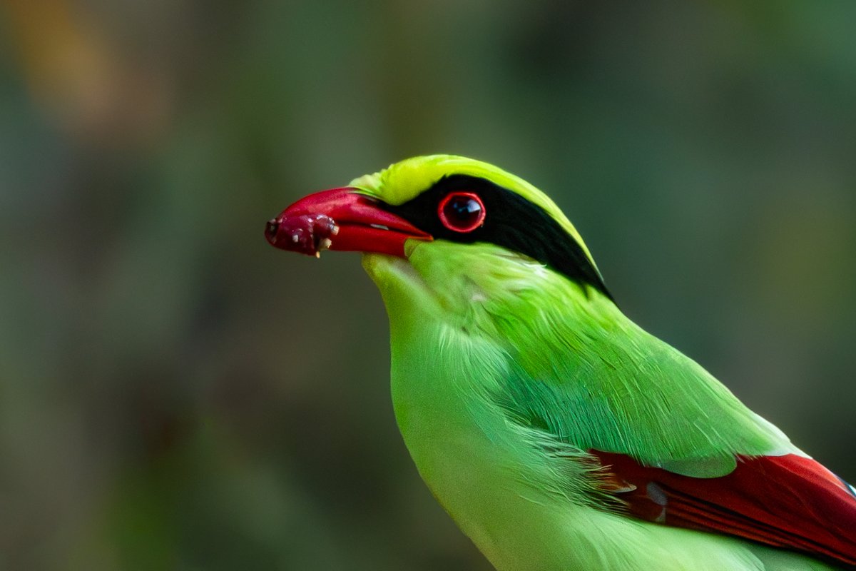 rahul_rajguru's tweet image. Common Green Magpie