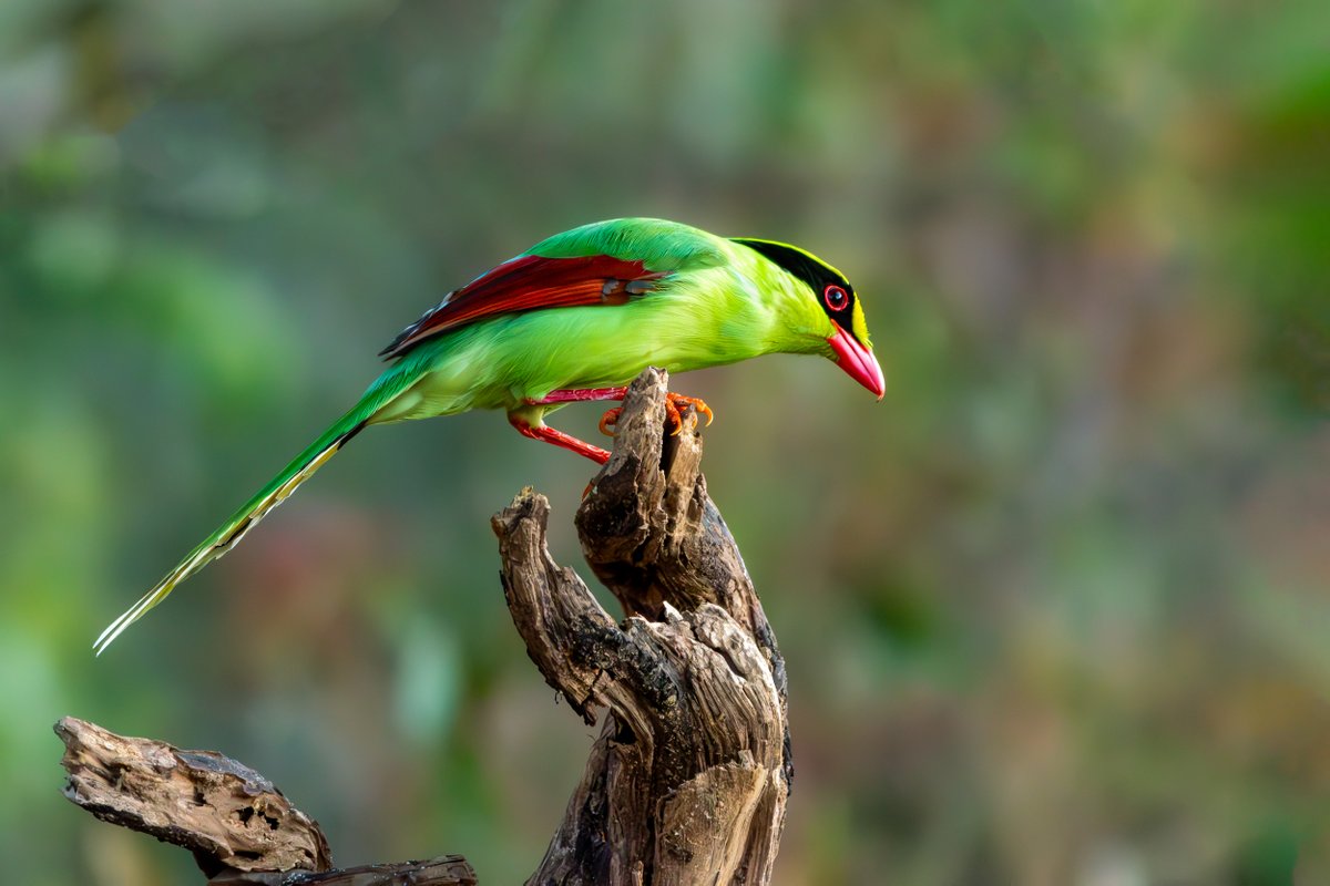 rahul_rajguru's tweet image. Common Green Magpie