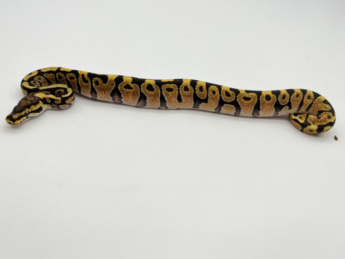 販売中】 Spotnose Enchi Het Clown ♂ お問い合わせはDMまで。