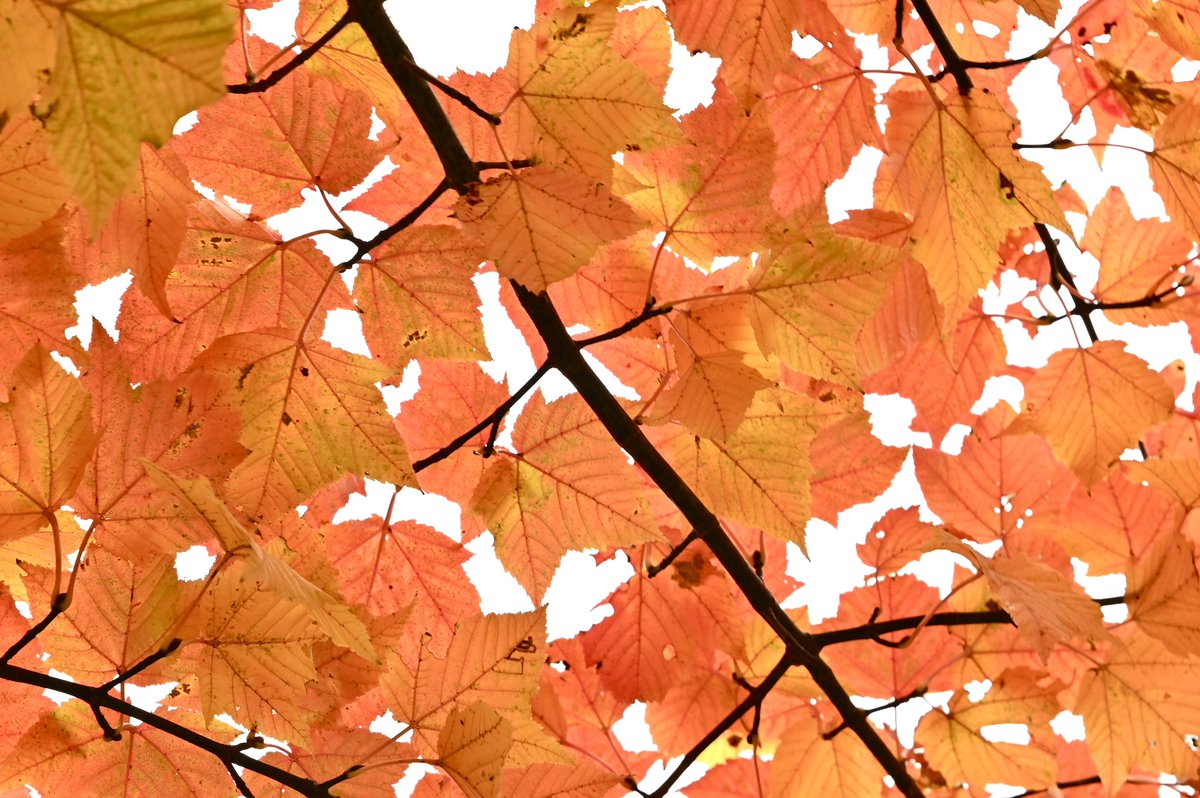 CyPm4f's tweet image. #写真好きな人と繋がりたい
淡い黄赤色の空。