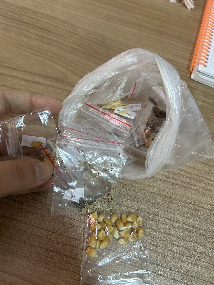 forevermonyc's tweet image. ata tohumlarım geldi çok teşekkür ederim #atatohum      #denizli #tohum #çevre #gıda . @fatihcolak19831  🙏🏻🙏🏻🙏🏻