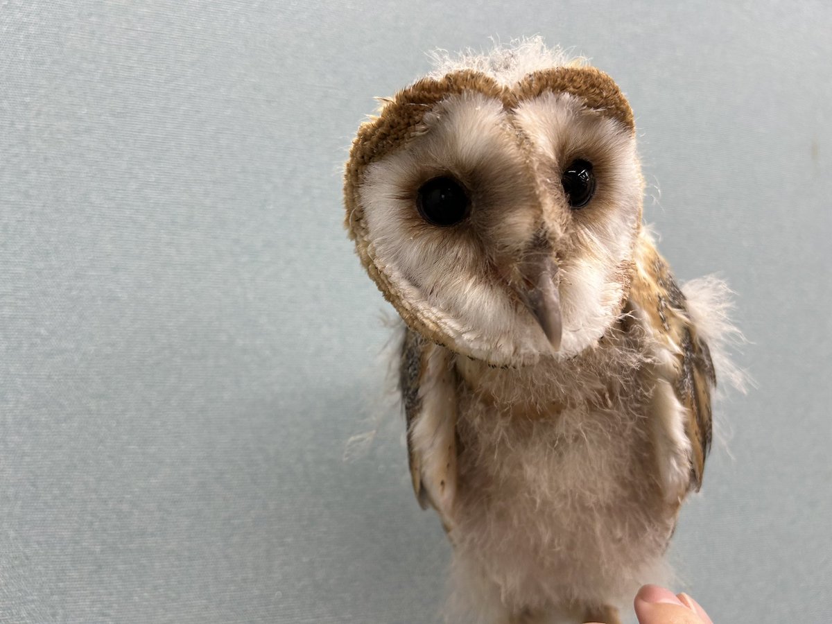 フクロウ君品 爬虫類ショップ kennyイオンモール多摩平の森 on X