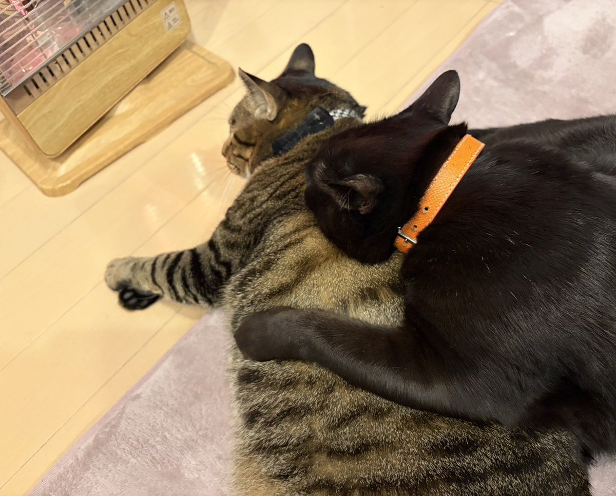 ふう🍀属名 鍋蓋魚/・〰️・♡🌸✨ on X