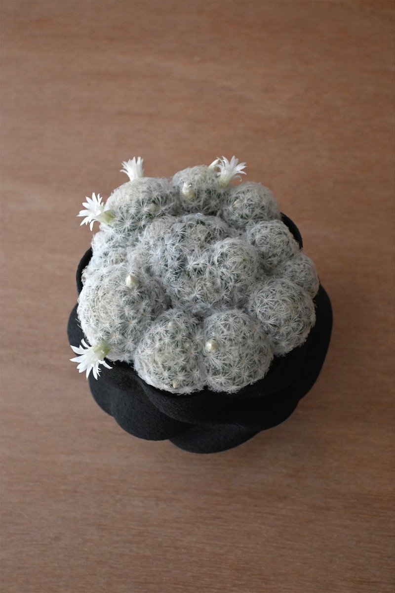 88junray's tweet image. 勢いで買ってしまったもくもくサボテンに合わせてもくもくの鉢をつくった。
つくってるうちに花がでてきた🌵