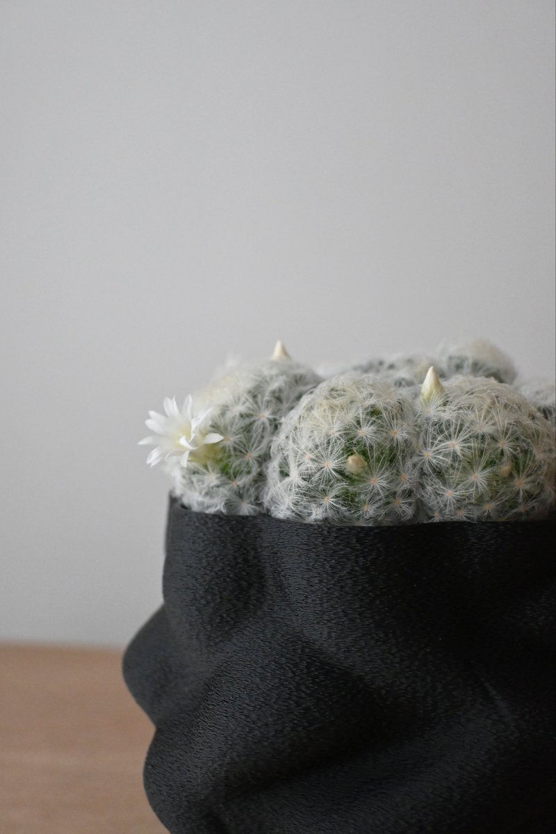 88junray's tweet image. 勢いで買ってしまったもくもくサボテンに合わせてもくもくの鉢をつくった。
つくってるうちに花がでてきた🌵