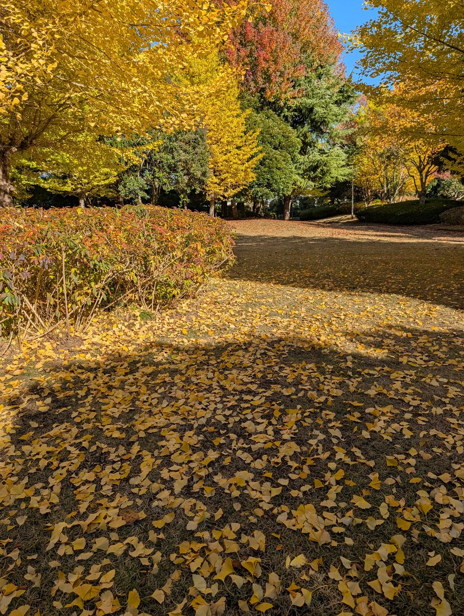 連日すっきりとした秋晴れで助かる😆
今日は⚡17エナで終わり✨
明日は⚡23エナでMB8拾う予定🎁
カソツー相場はどうにも弱いけれど政府閉鎖が終われば多少は盛り上がるのかな？
#STEPN #ステップン #STEPNGO