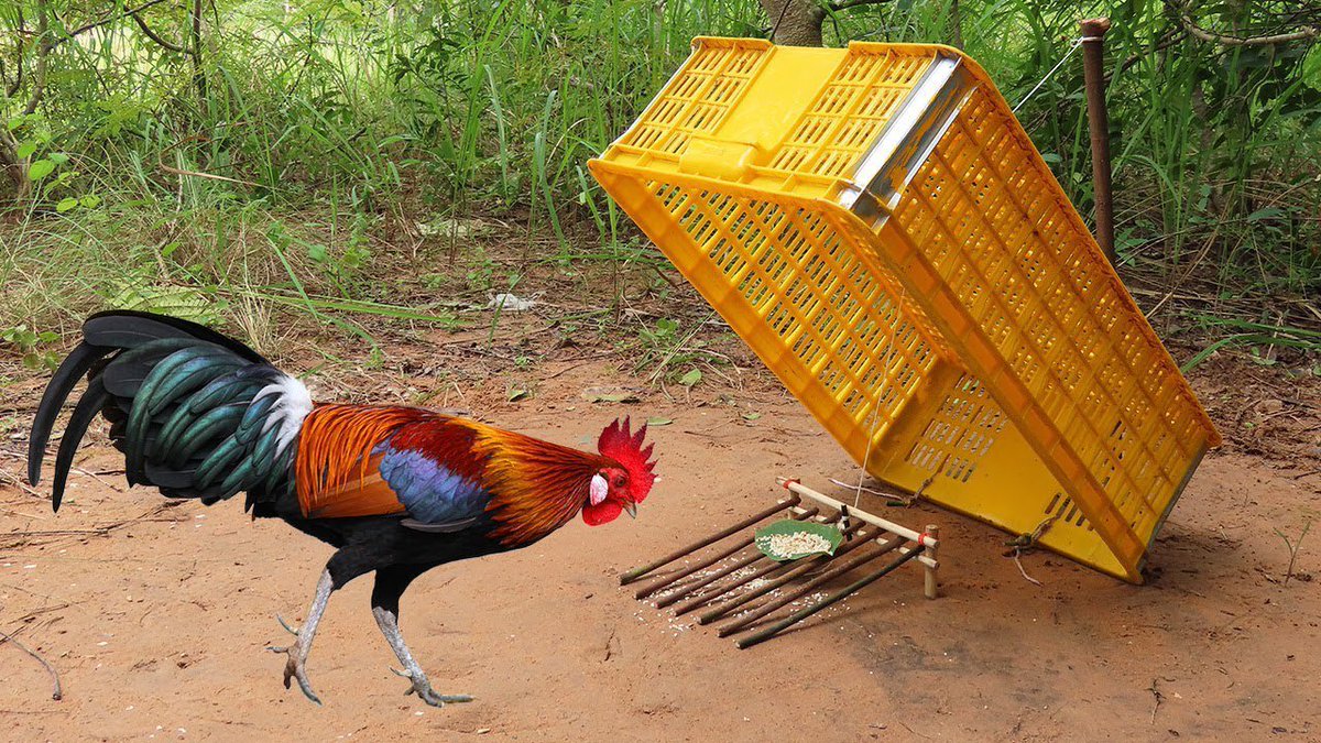 MPSbenjamin's tweet image. Life is just like this trap....jobs, marriage, friends, family, hehehe....and me to you.....all are traps.