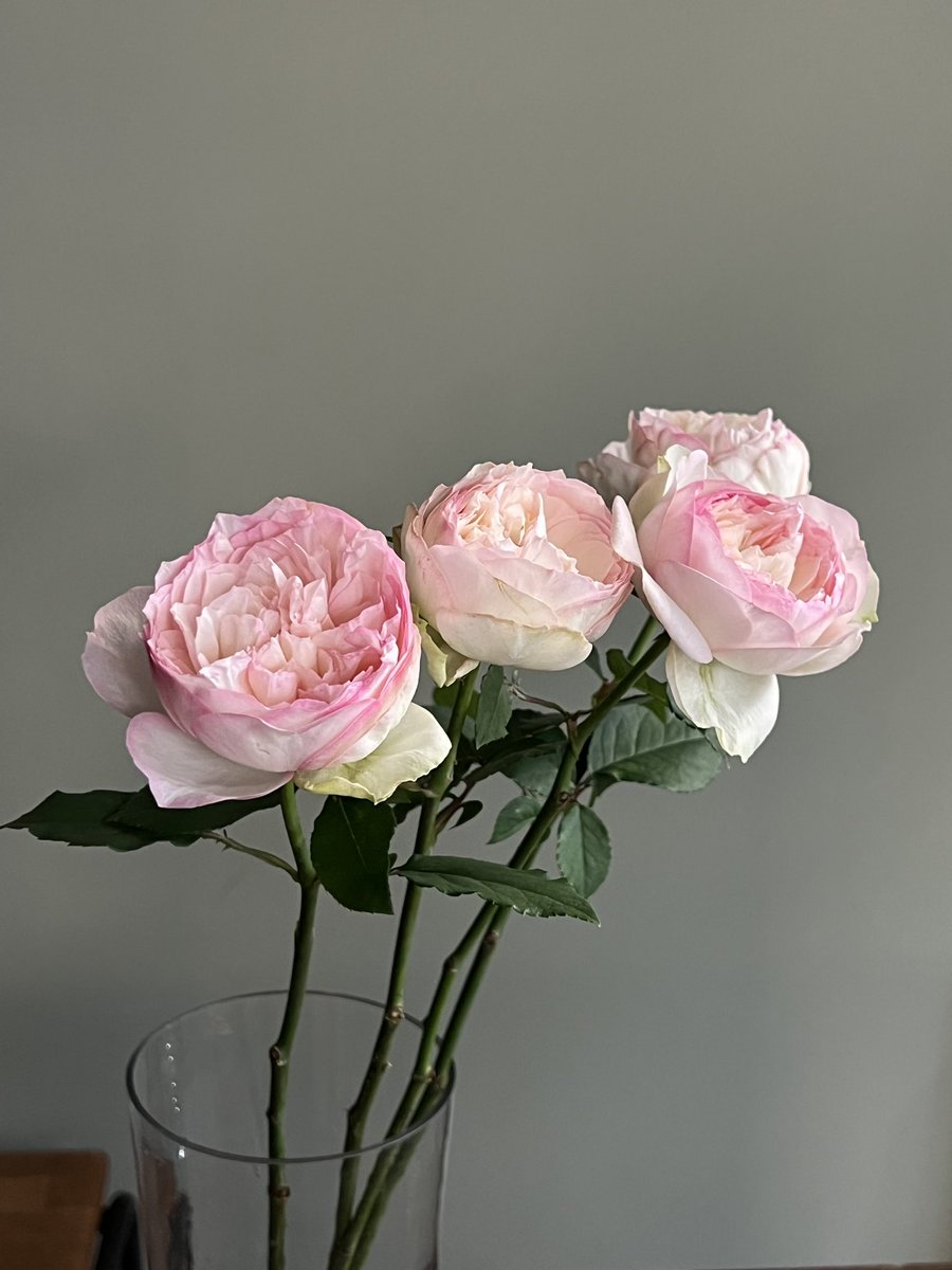 ochawon's tweet image. 너무 예쁘게 핀 장미 ㅜㅜ