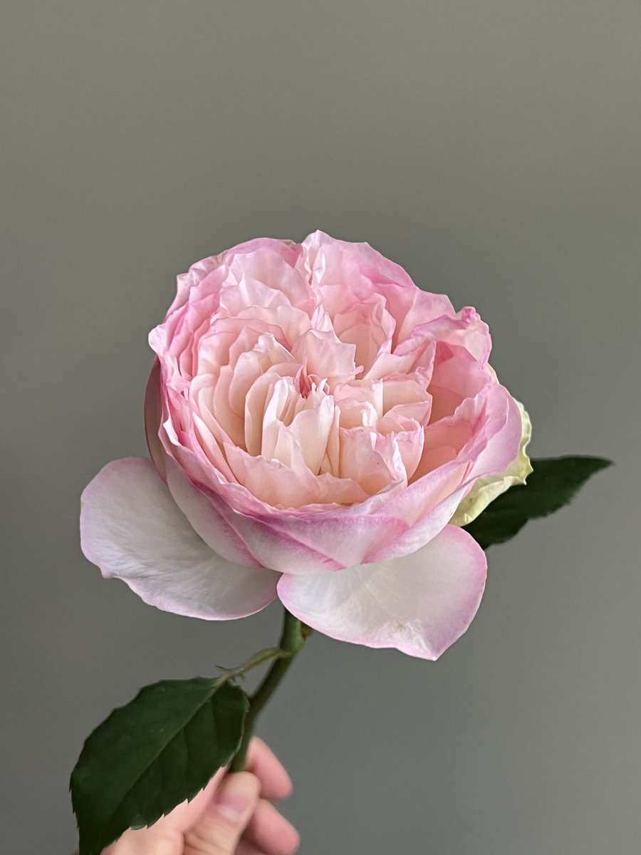 ochawon's tweet image. 너무 예쁘게 핀 장미 ㅜㅜ