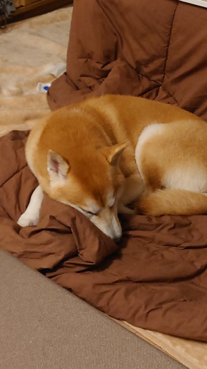 ポン子つコ (@pppppoko) / Posts / X