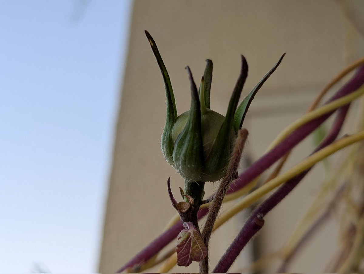 yayoi (@syayoi26) / Posts / X