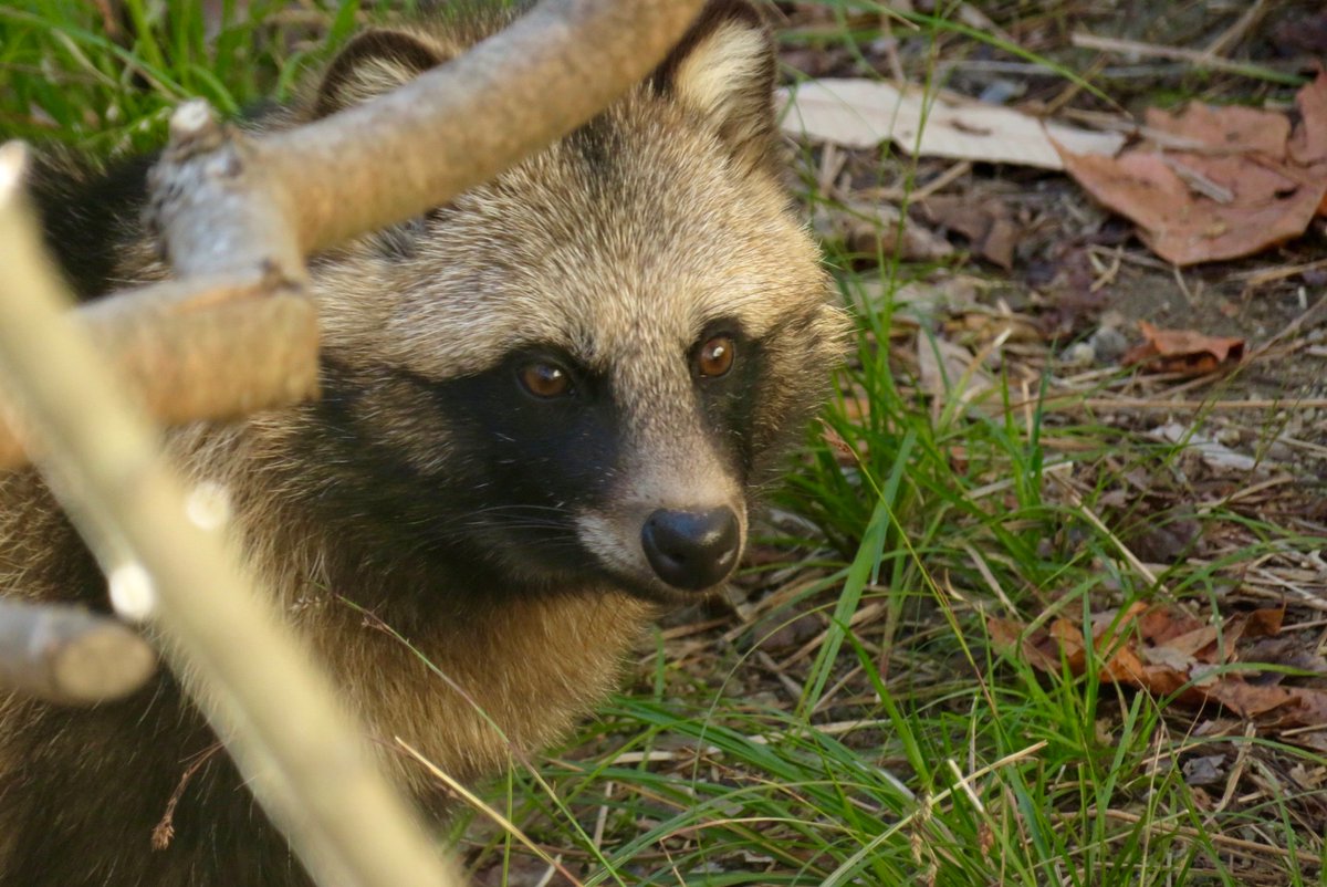 たぬき祭り、3日くらい続くかなと思ってたら5日目に突入した。
まじ……？ほ…？