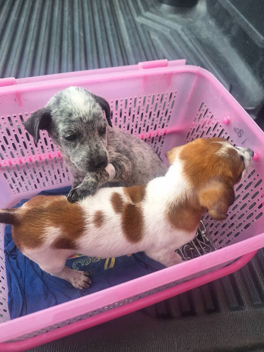 tbhimysb's tweet image. ฝากรีทวิตหน่อยนะคะ น้องหมาหาบ้านค่า
ตอนนี้เหลือ 2 ตัวนี้ (เพศเมีย) รับวัคซีน+ทำหมันเรียบร้อยค่ะ

ใครอยู่ ราชบุรี/นครปฐม/กทม. 
สนใจรับเลี้ยงเราไปส่งให้ฟรีค่ะ

#หมาหาบ้าน #หาบ้านให้หมา #หมาจรหาบ้าน #ลูกหมา #หมาเด็ก