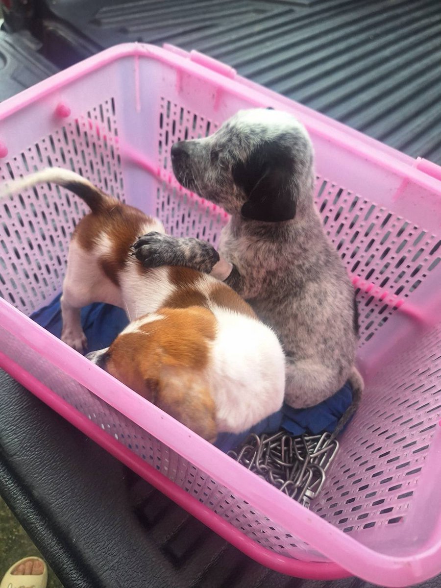 tbhimysb's tweet image. ฝากรีทวิตหน่อยนะคะ น้องหมาหาบ้านค่า
ตอนนี้เหลือ 2 ตัวนี้ (เพศเมีย) รับวัคซีน+ทำหมันเรียบร้อยค่ะ

ใครอยู่ ราชบุรี/นครปฐม/กทม. 
สนใจรับเลี้ยงเราไปส่งให้ฟรีค่ะ

#หมาหาบ้าน #หาบ้านให้หมา #หมาจรหาบ้าน #ลูกหมา #หมาเด็ก