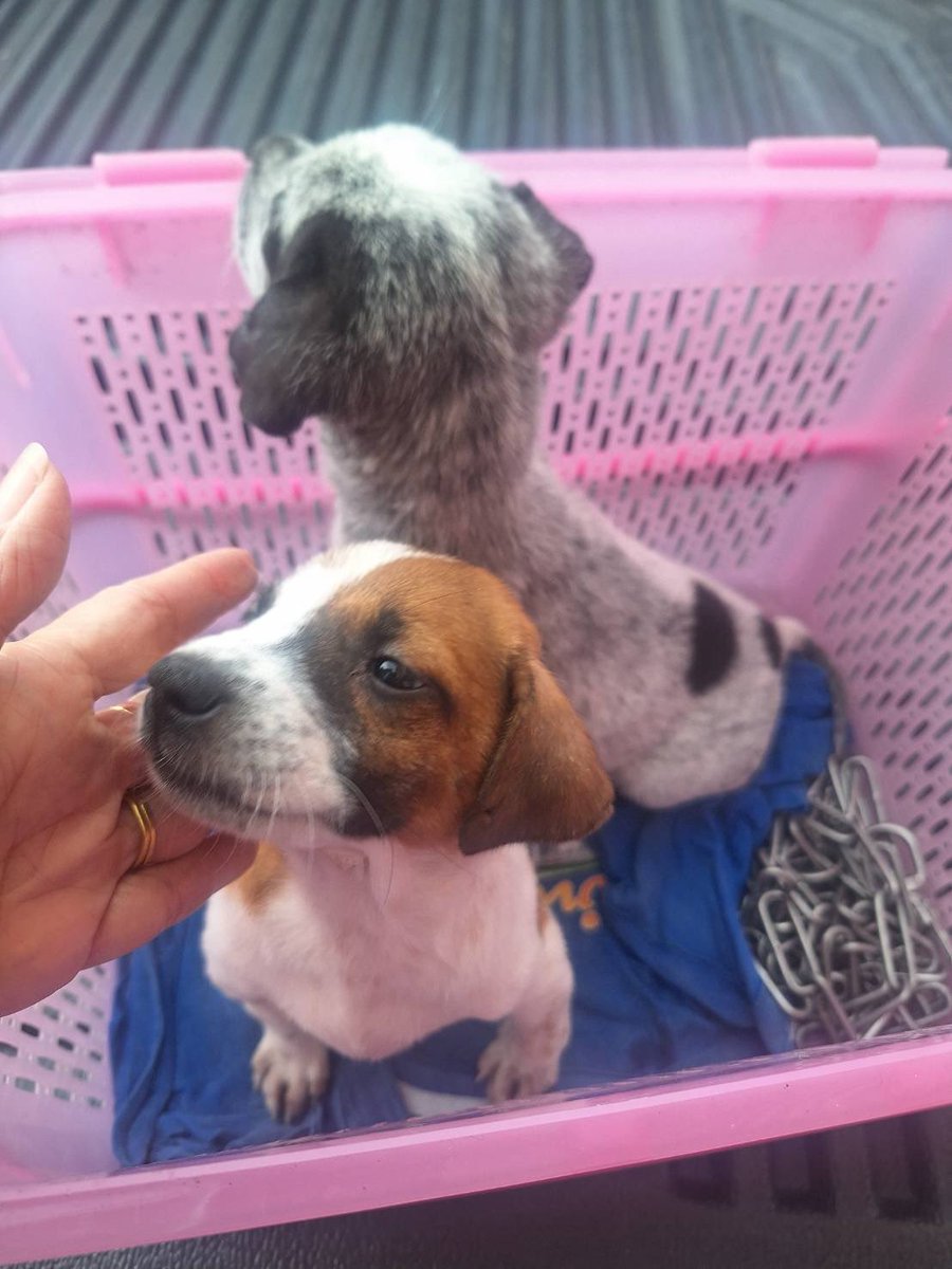 tbhimysb's tweet image. ฝากรีทวิตหน่อยนะคะ น้องหมาหาบ้านค่า
ตอนนี้เหลือ 2 ตัวนี้ (เพศเมีย) รับวัคซีน+ทำหมันเรียบร้อยค่ะ

ใครอยู่ ราชบุรี/นครปฐม/กทม. 
สนใจรับเลี้ยงเราไปส่งให้ฟรีค่ะ

#หมาหาบ้าน #หาบ้านให้หมา #หมาจรหาบ้าน #ลูกหมา #หมาเด็ก