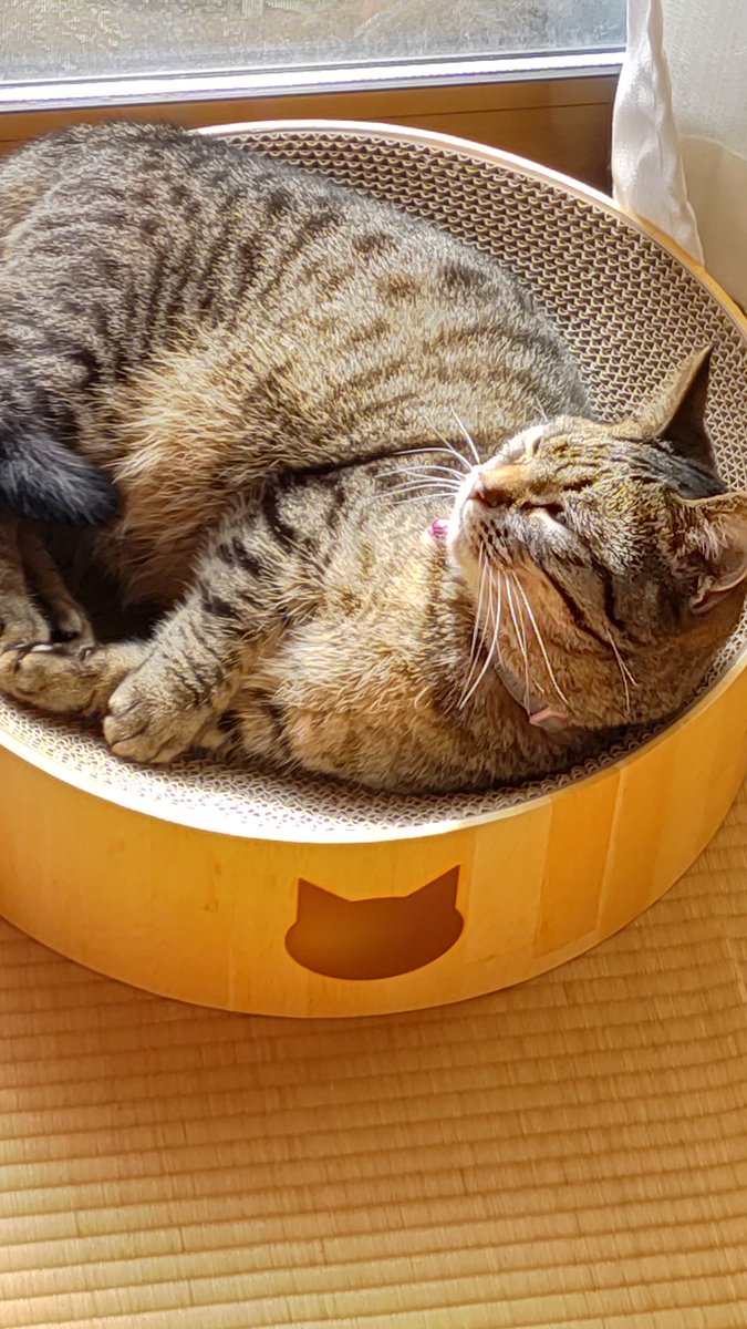 tantan_coronel's tweet photo. にゃーん https://t.co/PokjRMUIv7