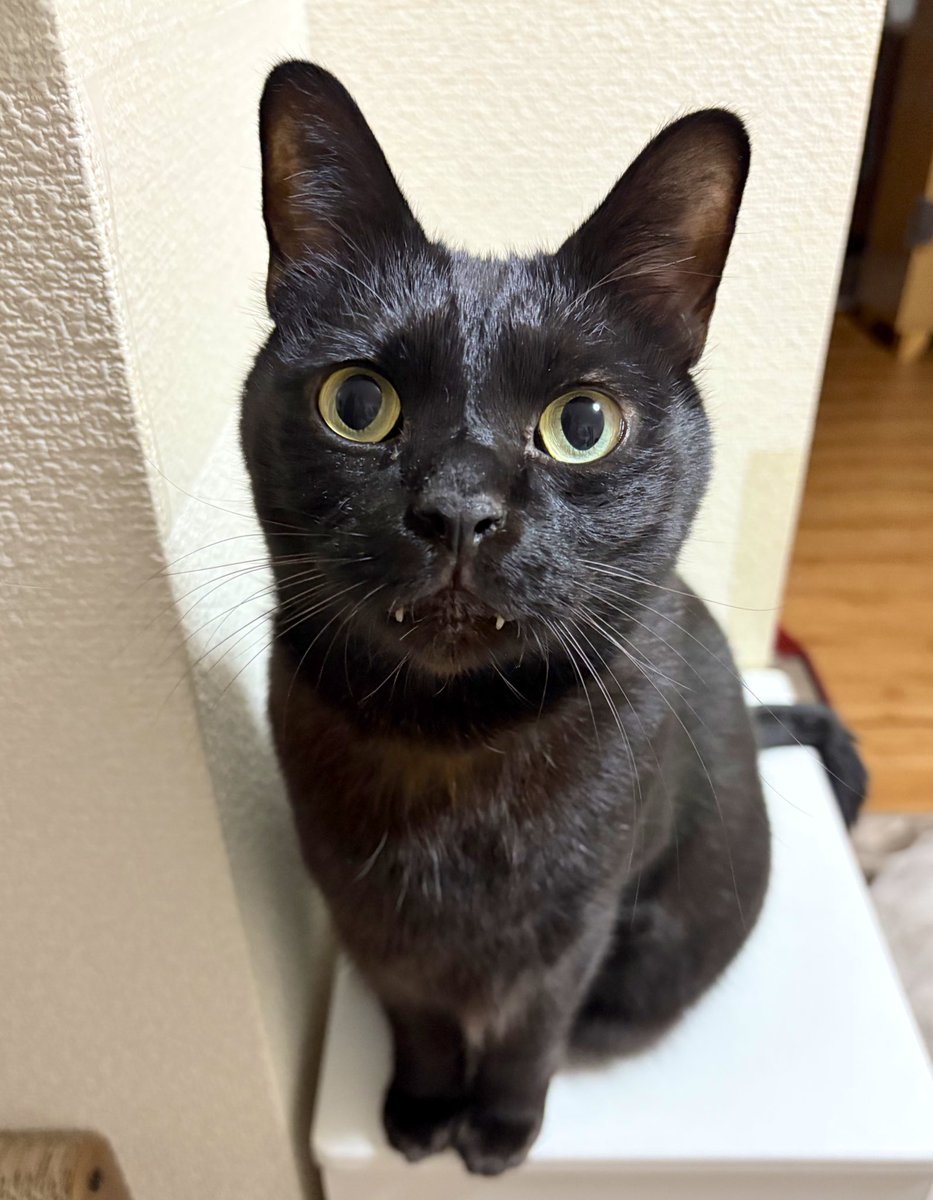 Post by 黒猫ジジさん on X: 抱っこして！