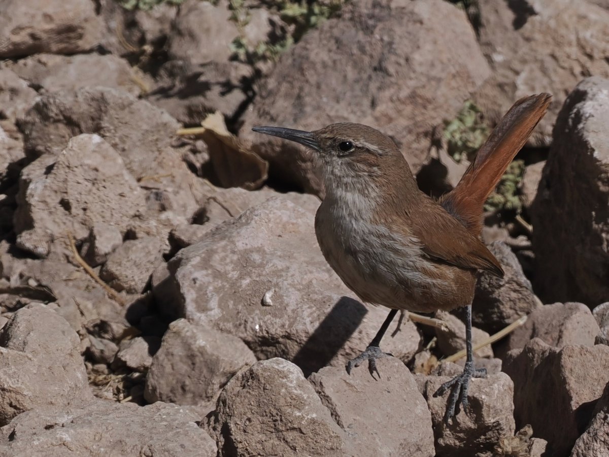 Chile day 5: Picked up the hire car and drove 3.5 hours up to Putre. Unfortunately we only managed 2 hours, birding before we got a puncture, needing a new tyre. We now have to return to Arica in the morning to get its sorted😡. Bird of the day: Straight-billed Earthcreeper