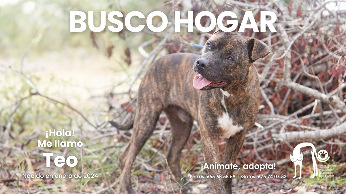Teo, con su precioso pelaje atigrado, es un encanto cariñoso y lleno de energía. Nació en 2024 y, tras un inicio difícil, busca un hogar donde lo quieran como se merece. 
Es muy sociable con las personas ¡Te robará el corazón! 

📱 655685859