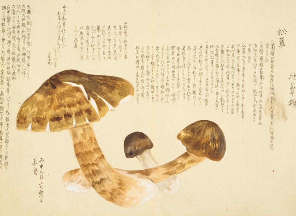 #Mushrooms are in season in #autumn. MOURI Baien sketched about 150 species of mushrooms in color. He left a number of excellent, mainly realistic sketches of fauna and flora. #ndldigital
dl.ndl.go.jp/en/pid/1286916…