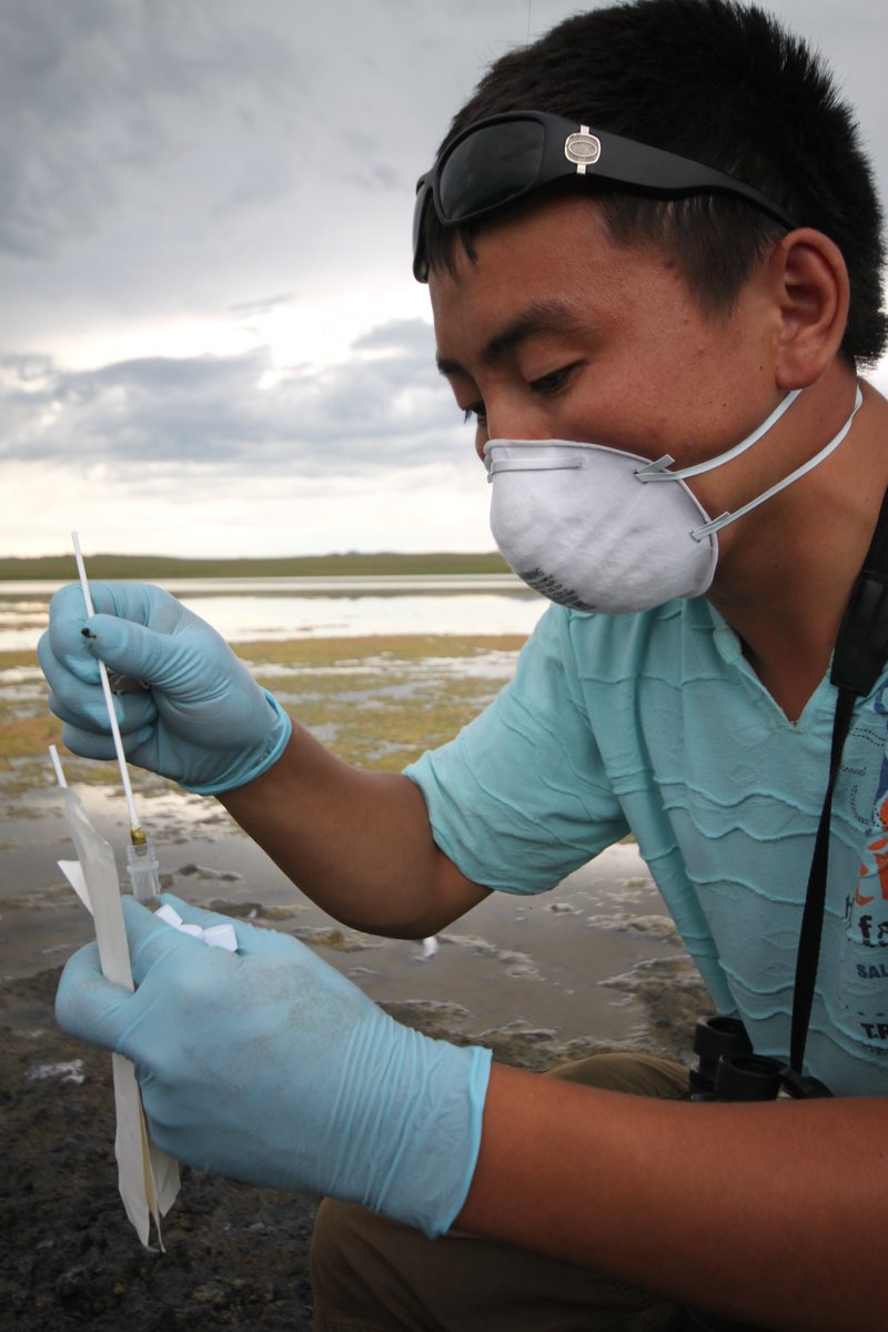 RaptorPersUK's tweet image. Compulsory housing orders across England, Wales &amp;amp; Northern Ireland to combat 'significantly elevated threat' of Highly Pathogenic Avian Influenza (Bird Flu).

New blog ⬇️⬇️

raptorpersecutionuk.org/2025/11/12/com…