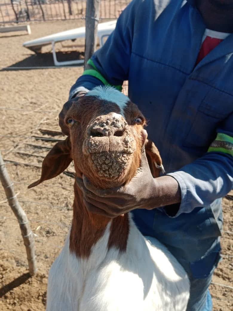 Understanding Orf Virus Disease in Goats: Causes, Symptoms, and Control

If your goats are developing sores or scabs around the mouth, nose, or udder, they might be suffering from Orf, also known as Contagious Ecthyma. It’s a highly contagious viral disease that affects both