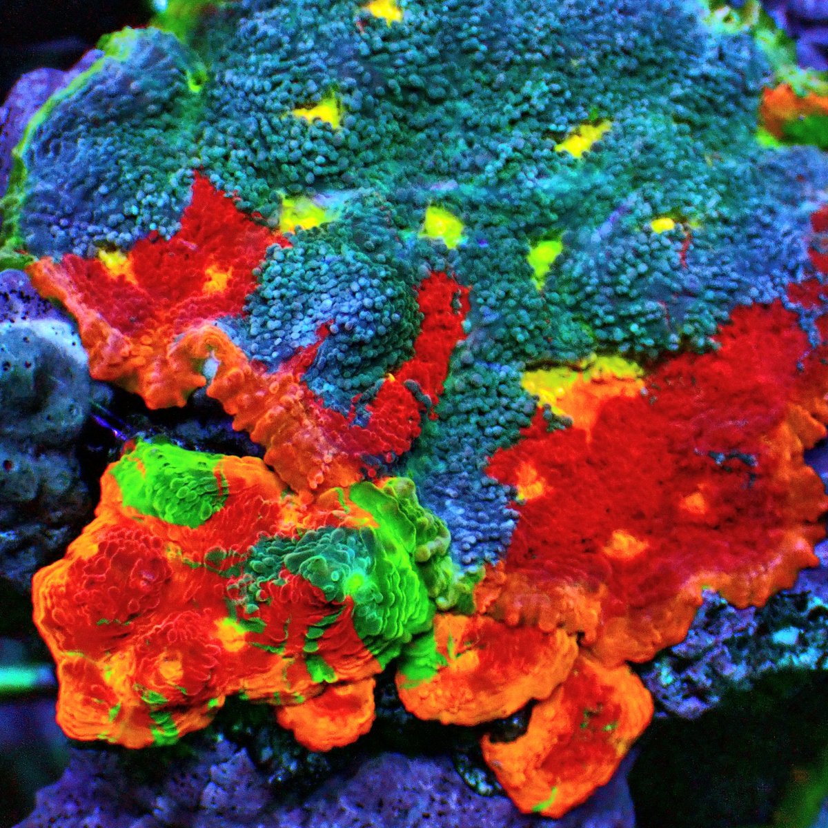 KYOUYA CORALS (@kyouya_Coral) / Posts / X