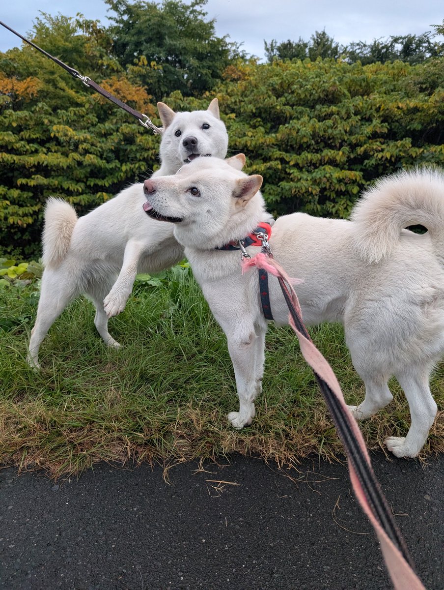 北海道犬 みっちゃん (@HdnOYpsK34Hd9gB) / Posts / X