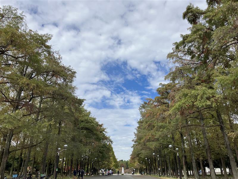 11/12開花情報・紅葉情報🍂
バラ園の #バラ 中央噴水南側の #ハナミズキ、日本庭園の #サンシュユ が見頃です🌹
#メタセコイア #モミジ #ケヤキ #イチョウ は色付きはじめ🍂
 
開花情報の詳細は👇
tsurumi-ryokuchi.jp/flower/index.h… 
#鶴見緑地 #開花情報