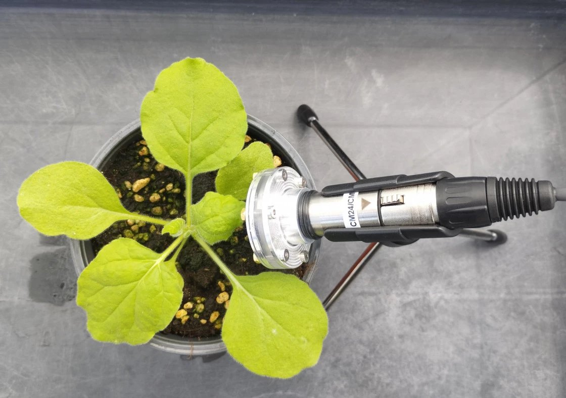 IBMCP - Instituto de Biología Molecular y Celular tweet media