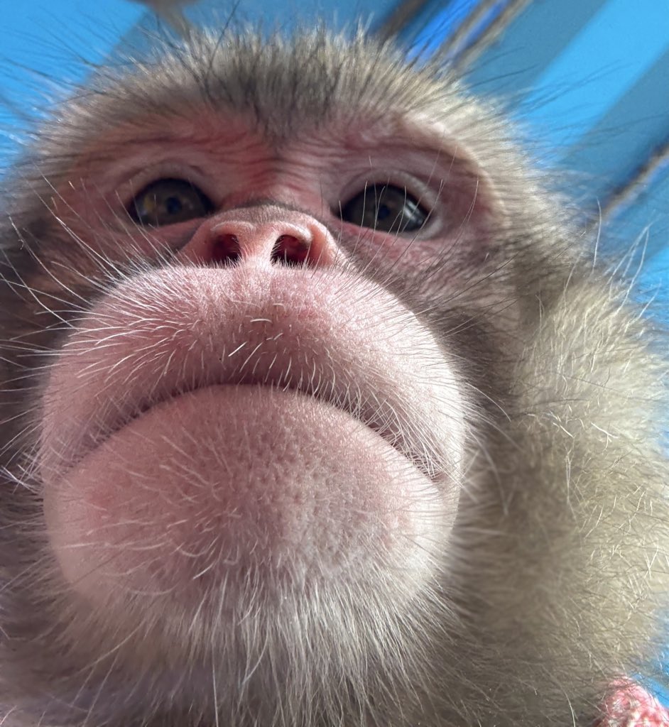 本日はあんず詰め合わせをお届け🐵💗 ①お散歩嬉しくてピョンピョン