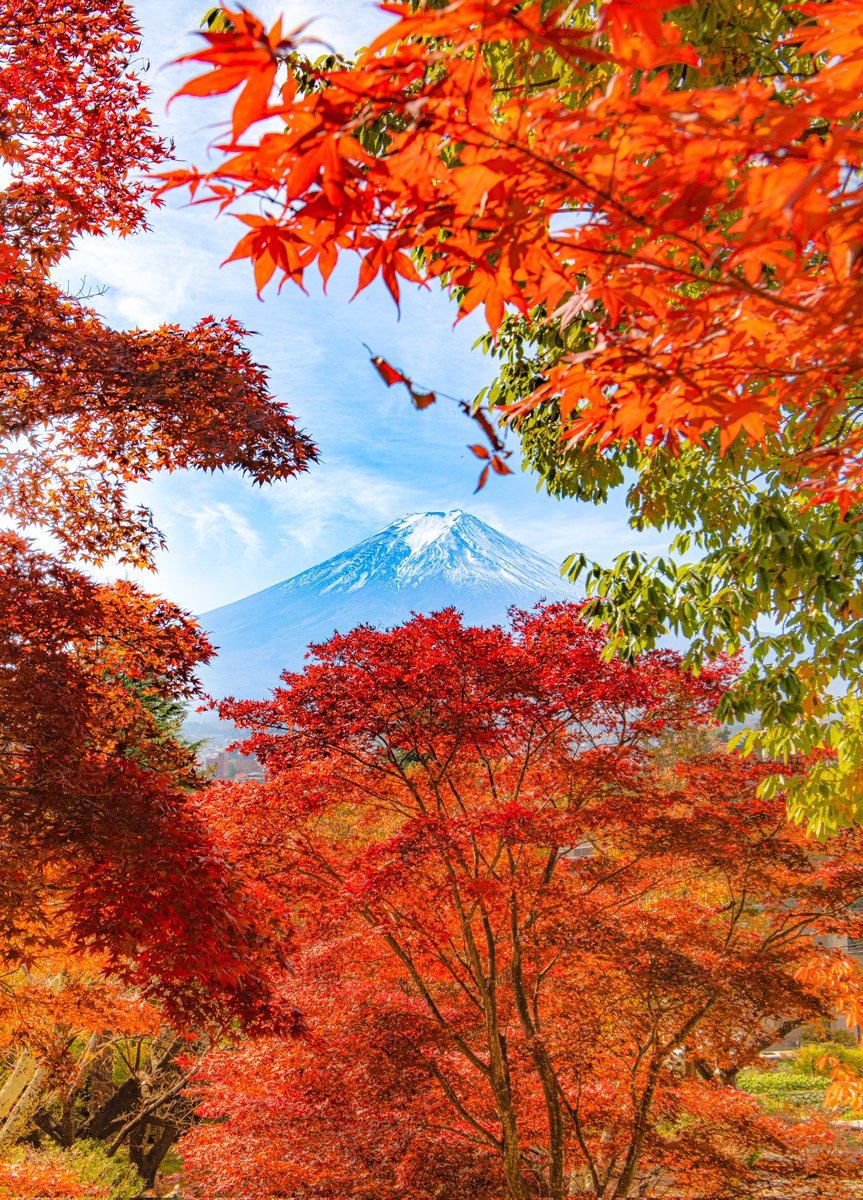 富士山と背景♪♪ 赤い椿に目白 色づく秋の稜線 #富士山
