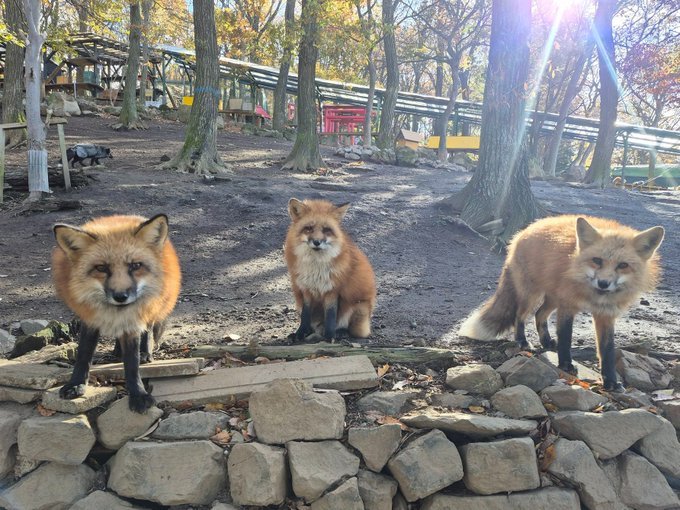 Fox (@hourlyfox) on Twitter photo 