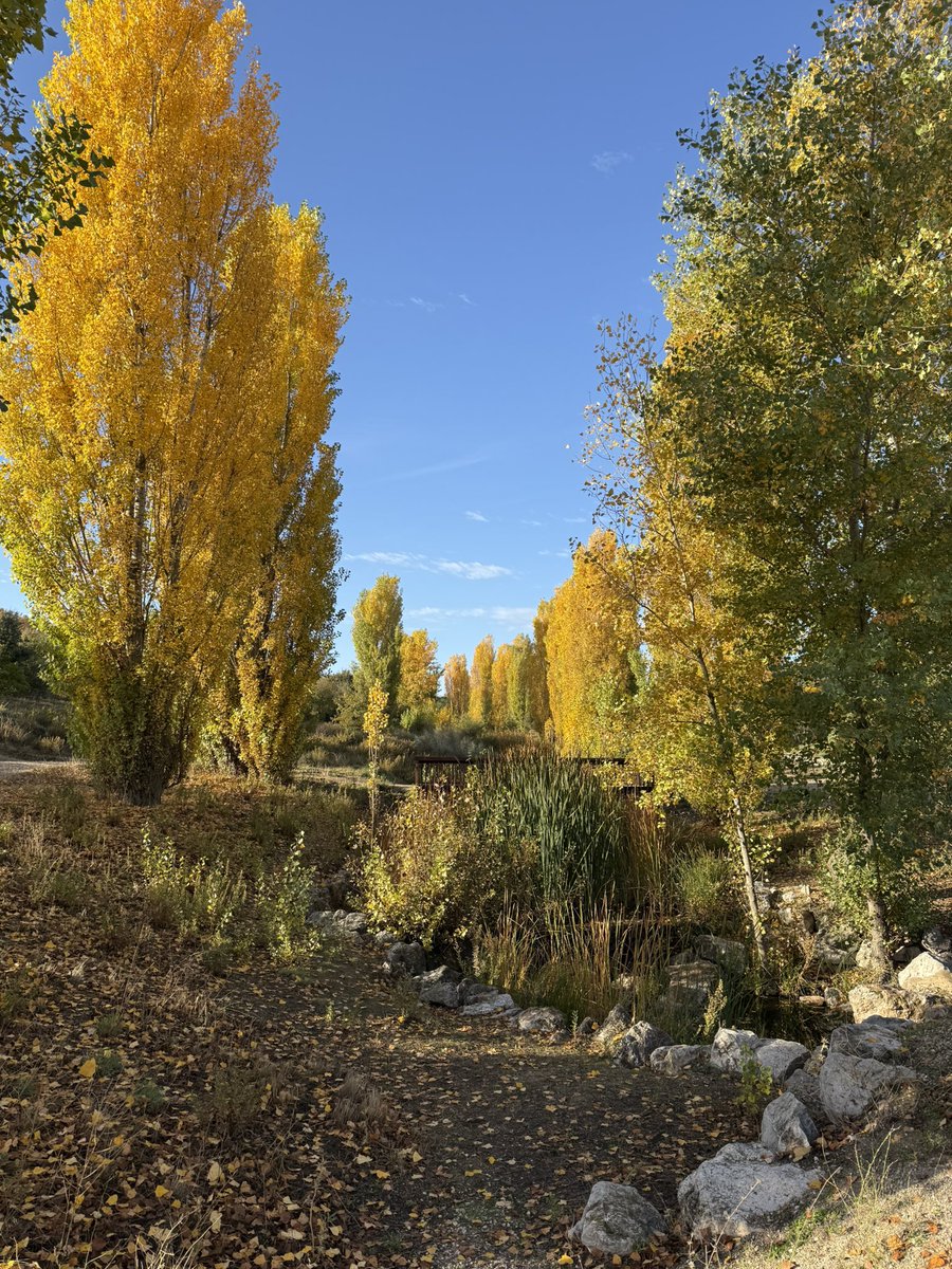 José Carlos Díez tweet media