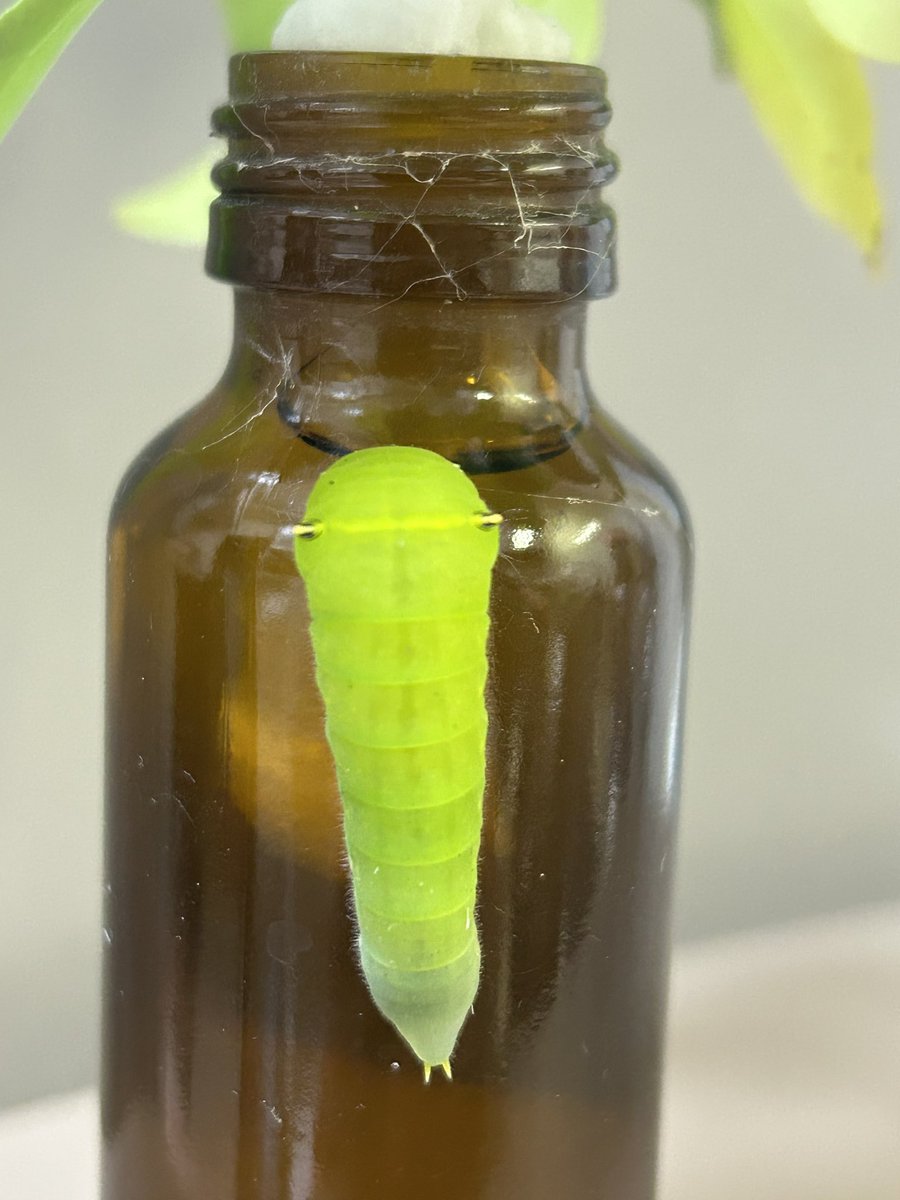 趣味のアゲハ館 on X